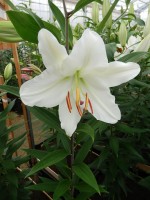 [4371 All Choice ST No02.JPG]